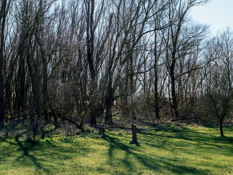 A forest clearing with leafless trees casting long shadows on the grassy ground.