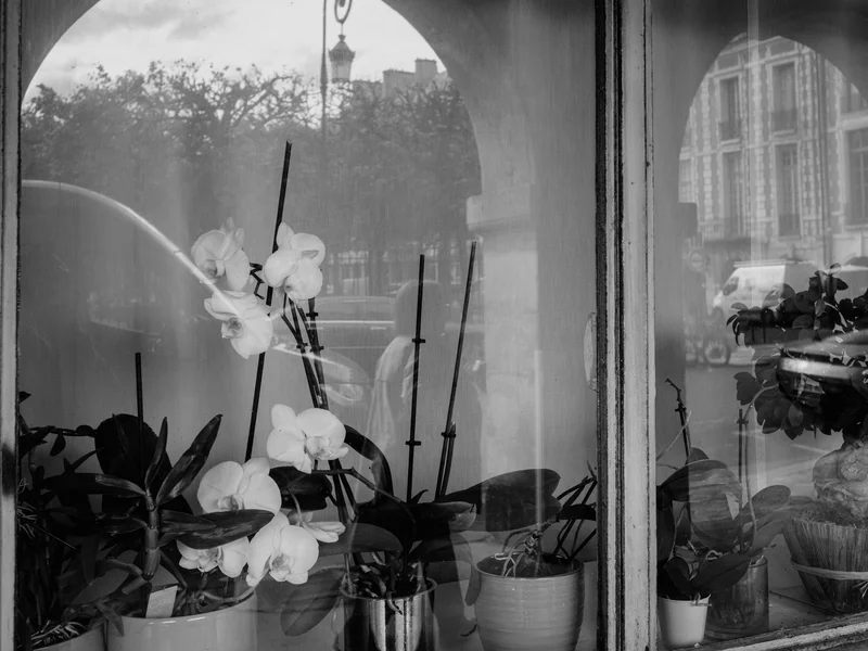 A black and white photo of orchids and a bonsai tree displayed in a window with reflections of the street outside.