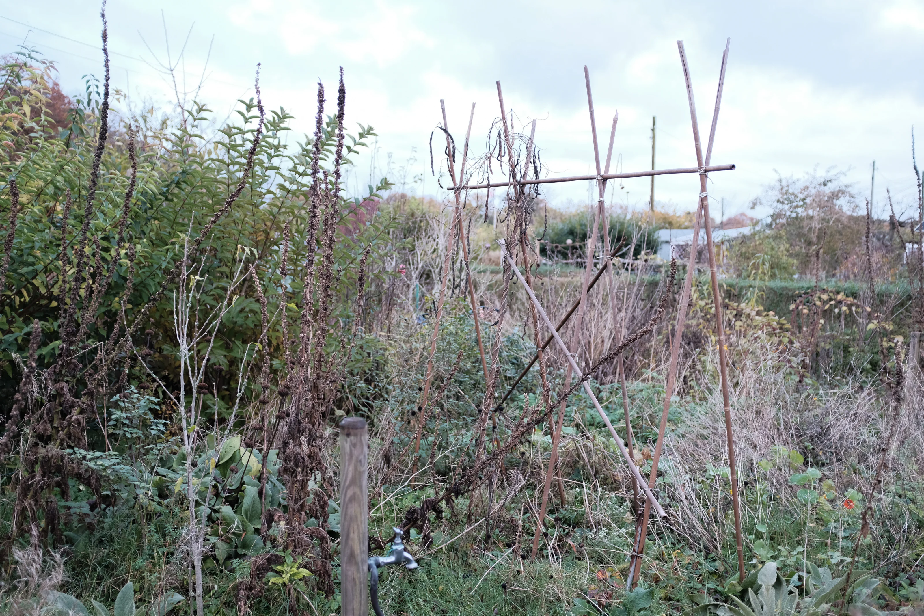 Garden with wooden plant supports amidst overgrown vegetation.