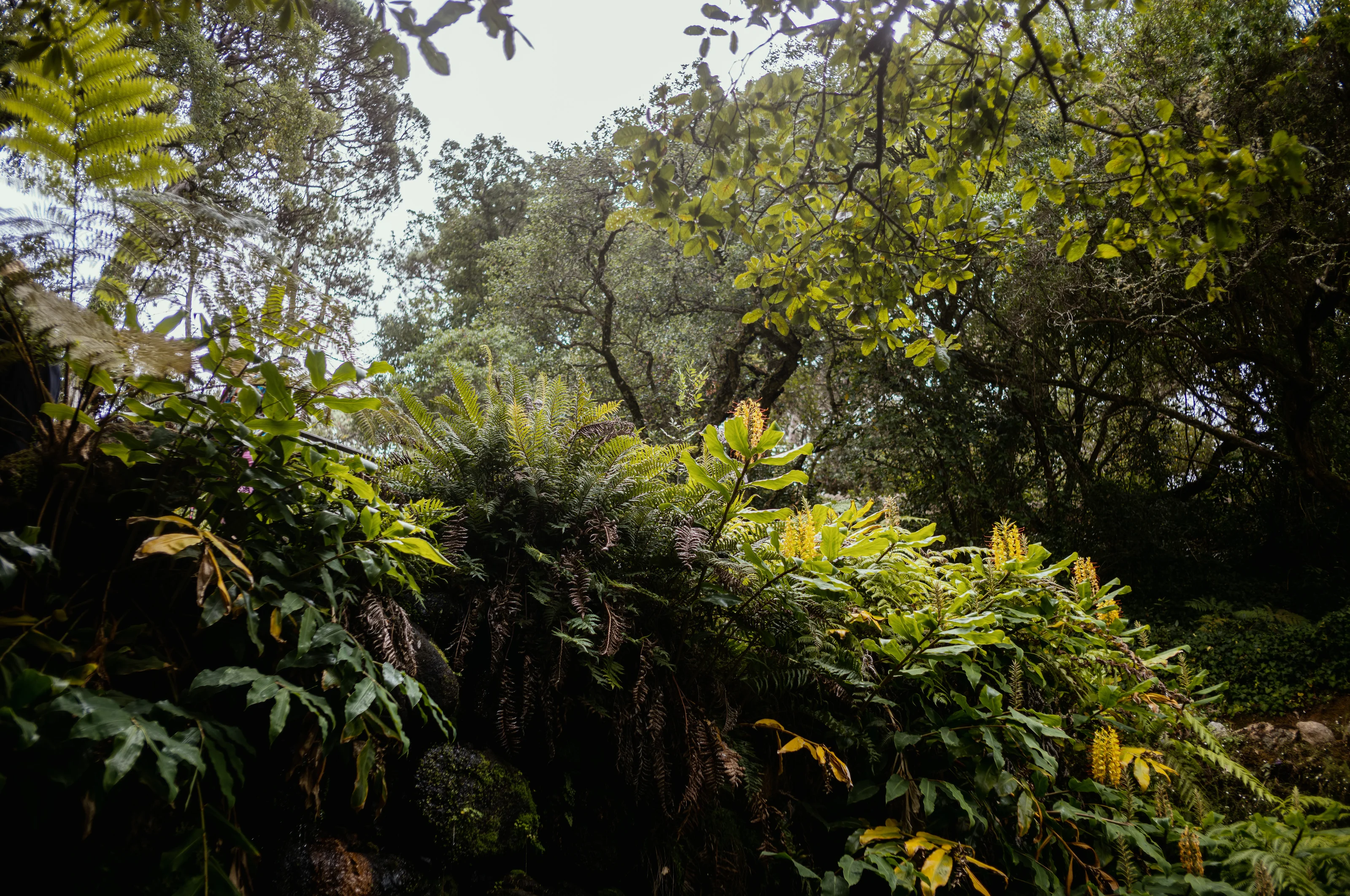 Lush green foliage and ferns with trees in a forest setting.