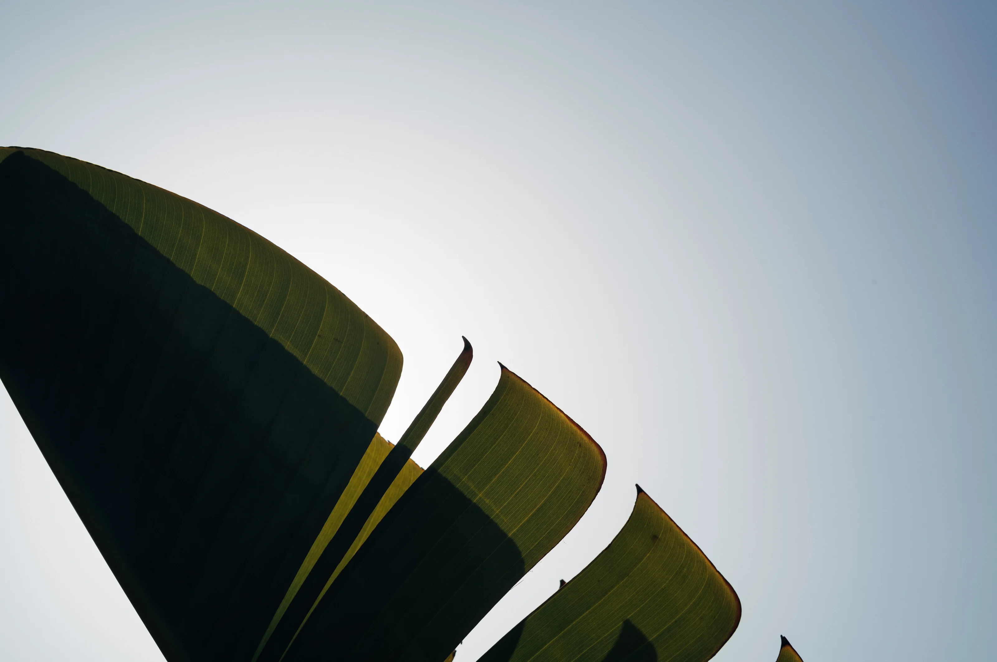 Silhouetted leaves against a clear sky.