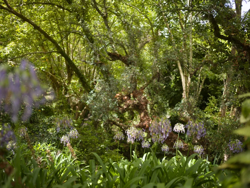 A forest scene with sunlight filtering through trees and purple flowers in the foreground.