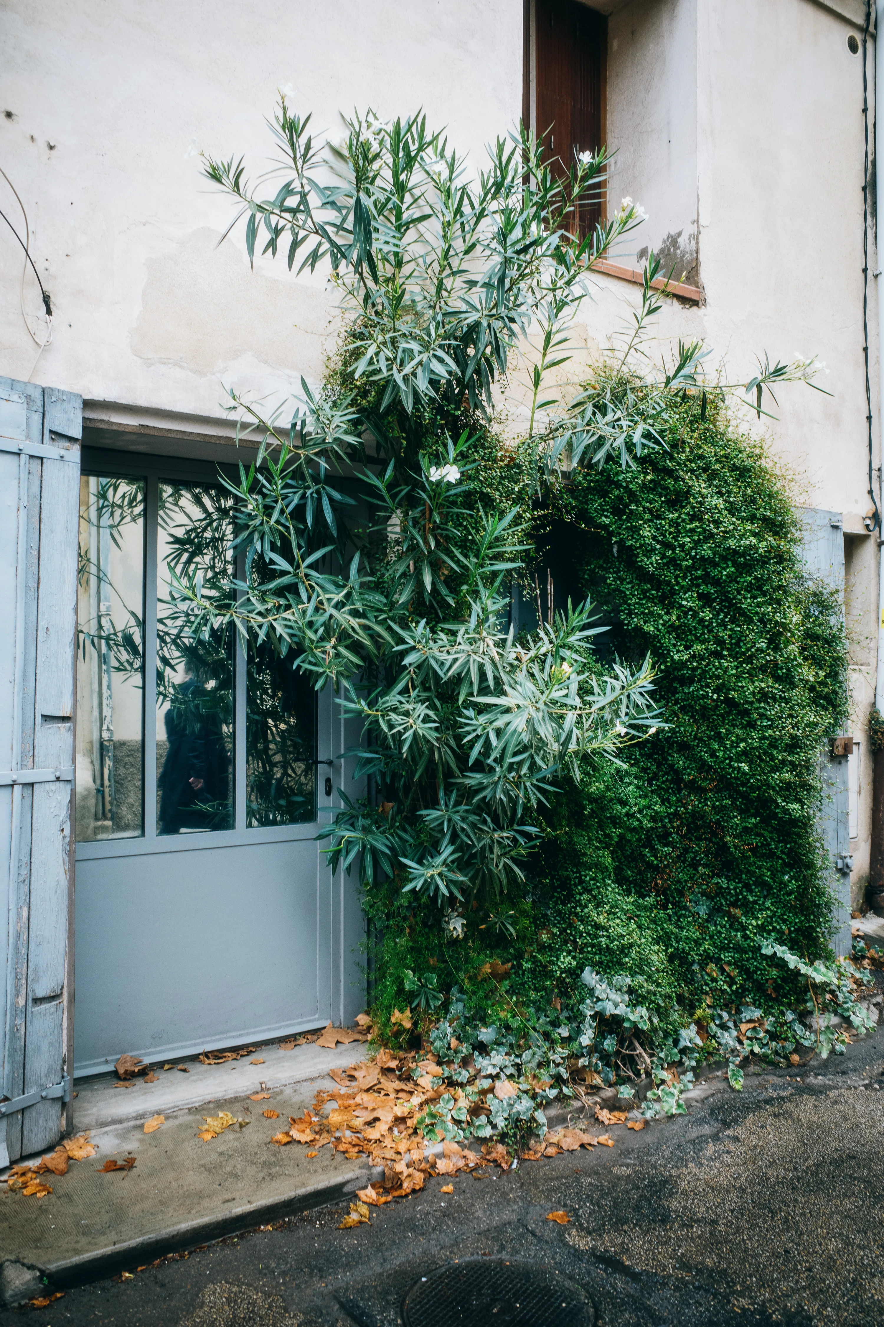 Front of a building with blue shutters and a window surrounded by lush green foliage.