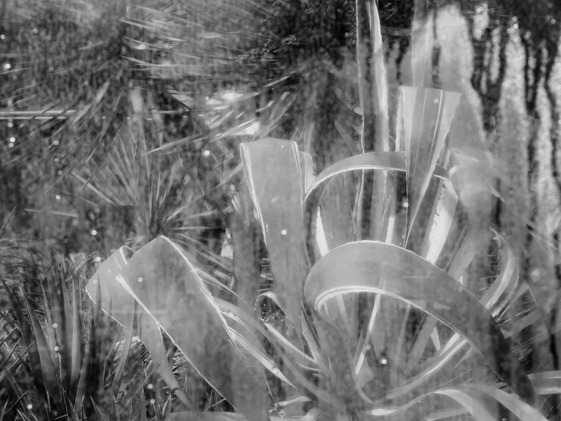 A black and white abstract image with overlapping plant leaves and light reflections.