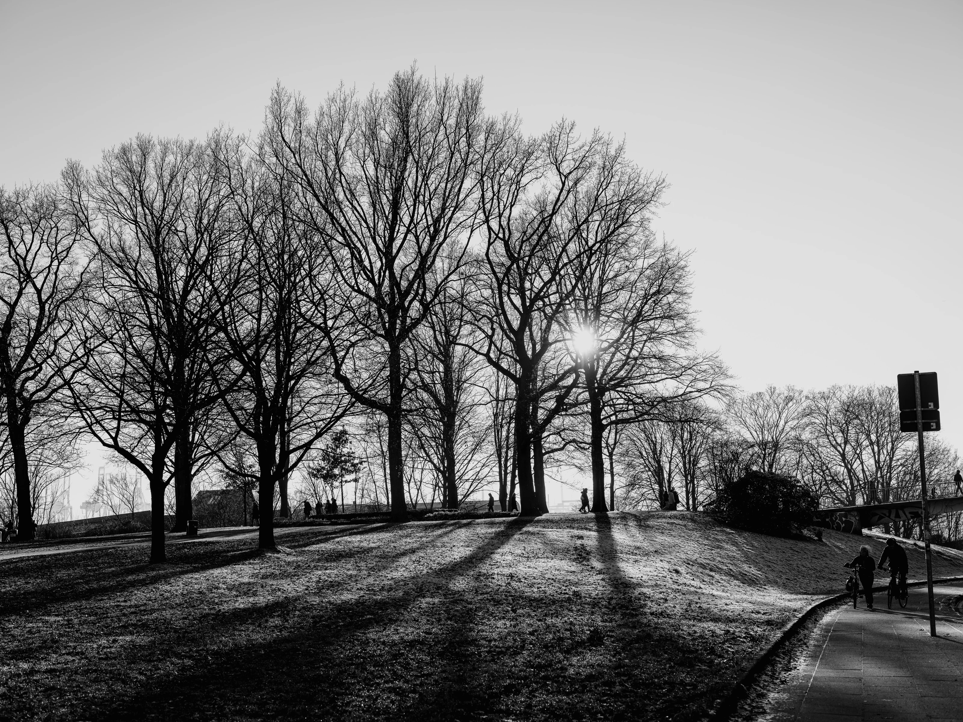 Black and white photo of bare trees with sunlight peeking through, casting long shadows on a grassy hill.