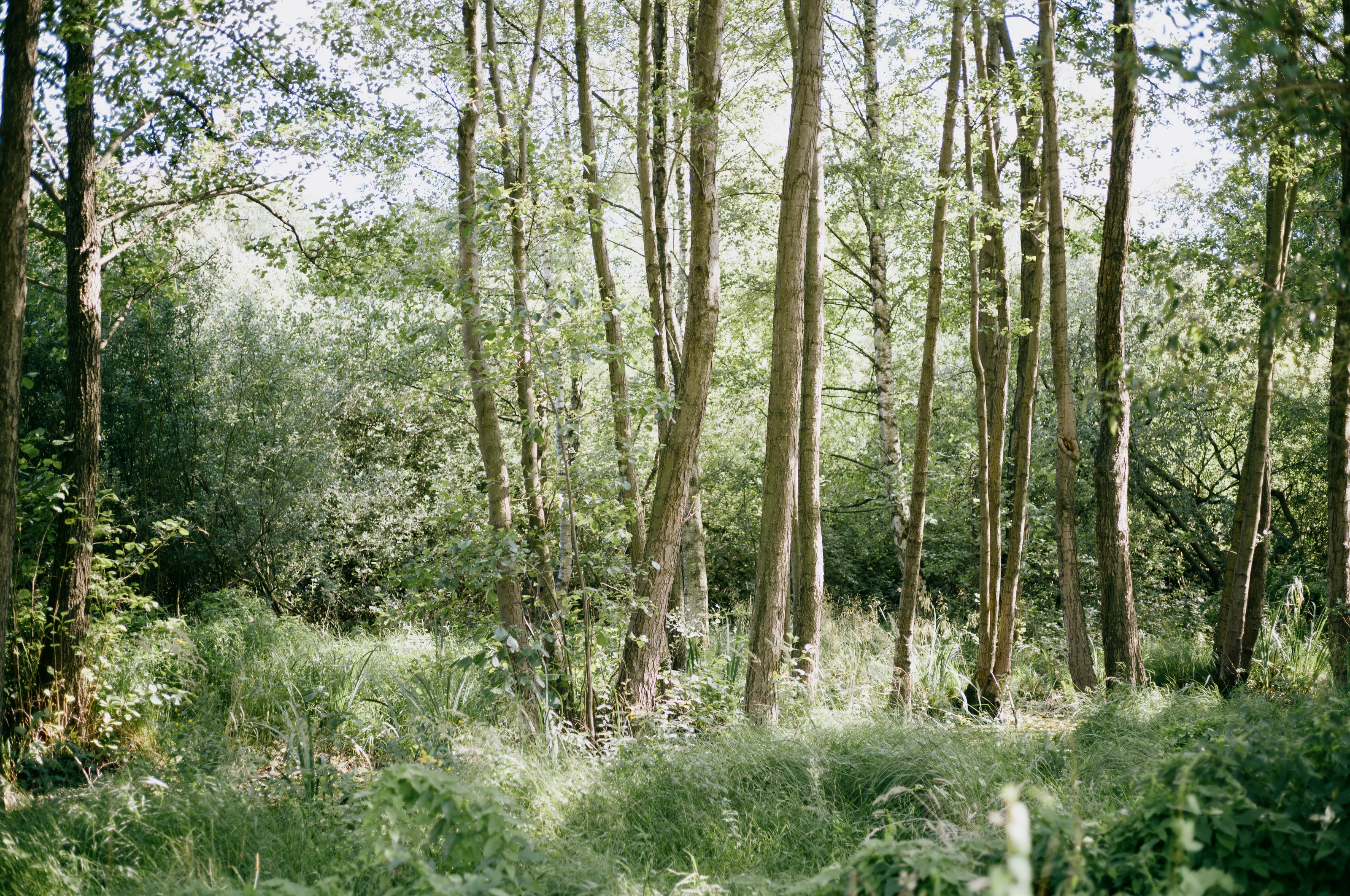 A serene forest scene with tall trees and lush green undergrowth.