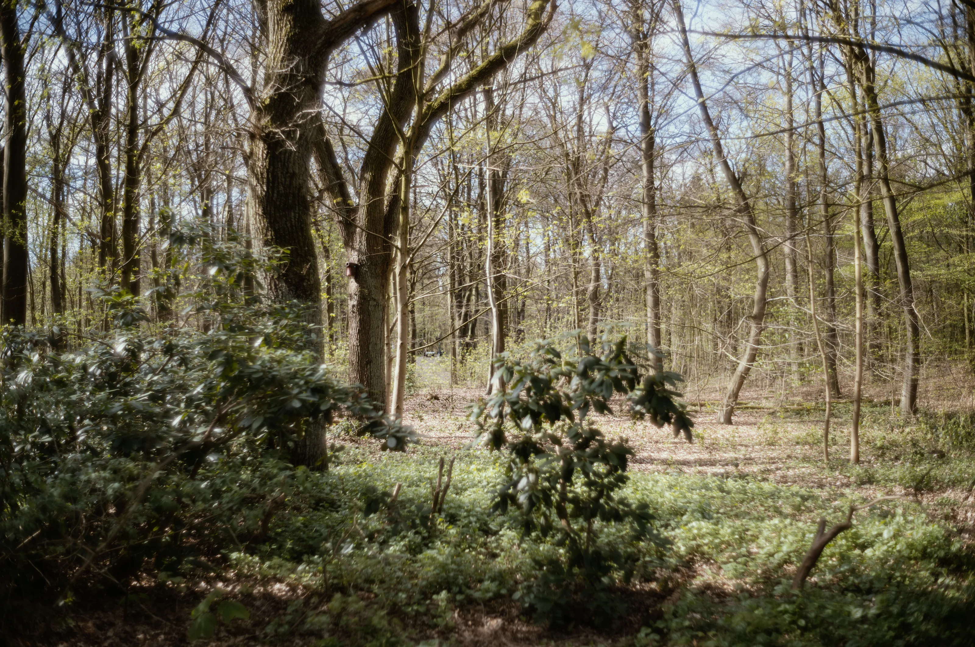 A forest scene with various trees and shrubbery under a clear sky.