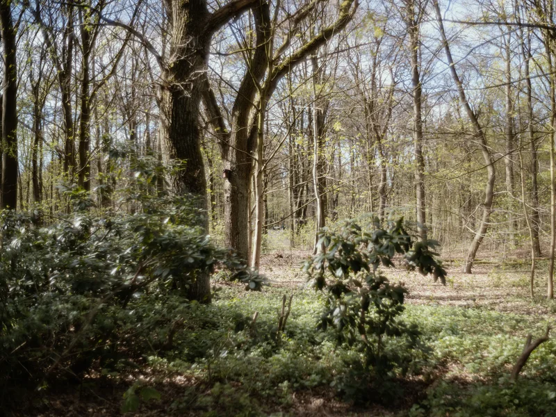 A forest scene with various trees and shrubbery under a clear sky.