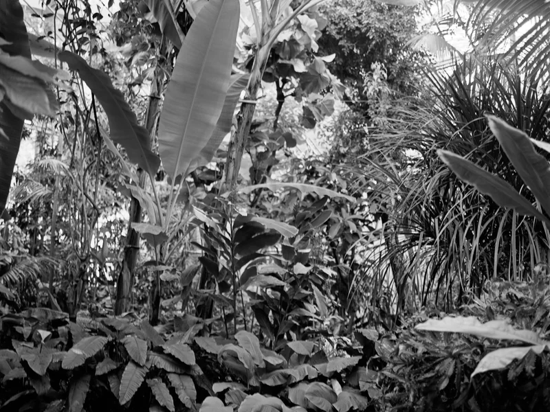 Dense tropical foliage with large leaves and various plants.