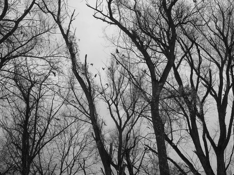 Silhouette of bare trees with birds perched and flying against a gray sky.