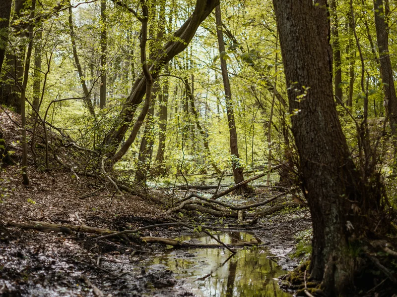 A forest scene with a small stream running through fallen branches and lush greenery.