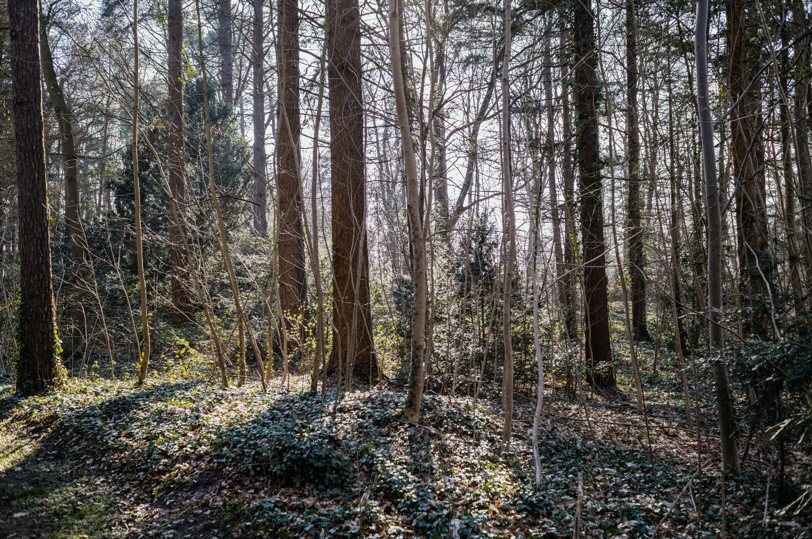 Sunlight filtering through a dense forest with tall trees and undergrowth.