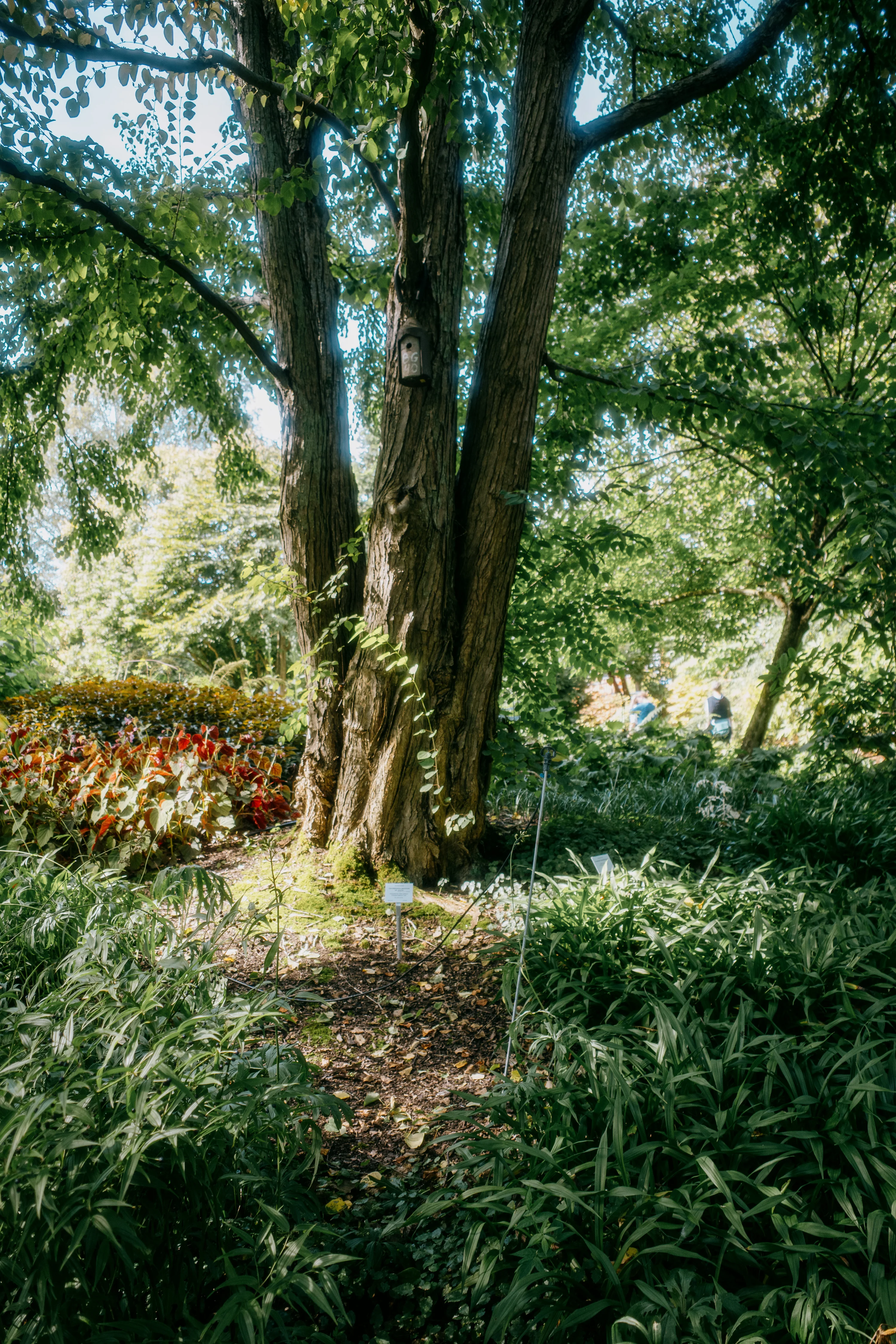 A large tree with a birdhouse stands in a lush garden with vibrant foliage.