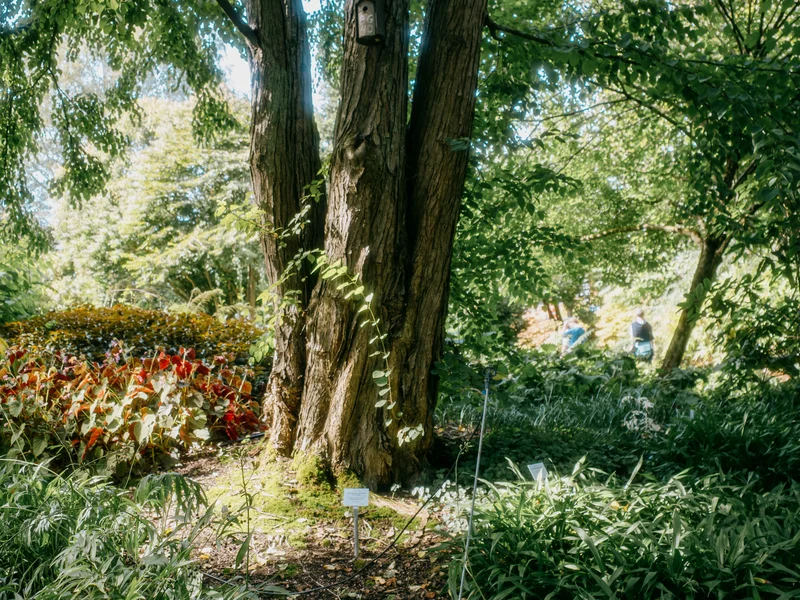 A large tree with a birdhouse stands in a lush garden with vibrant foliage.