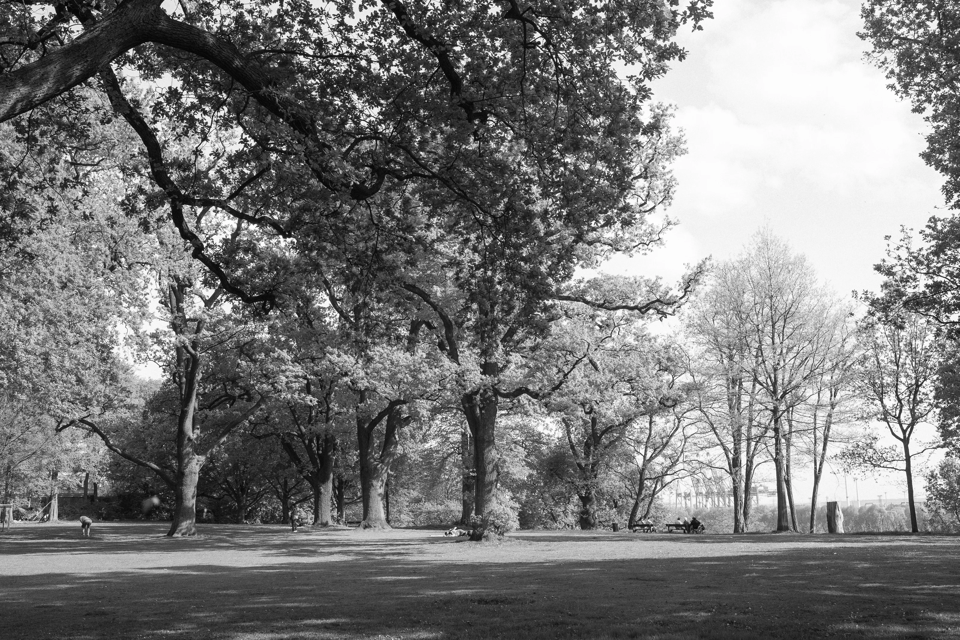 Black and white photo of a park with large trees and a lone person walking in the distance.
