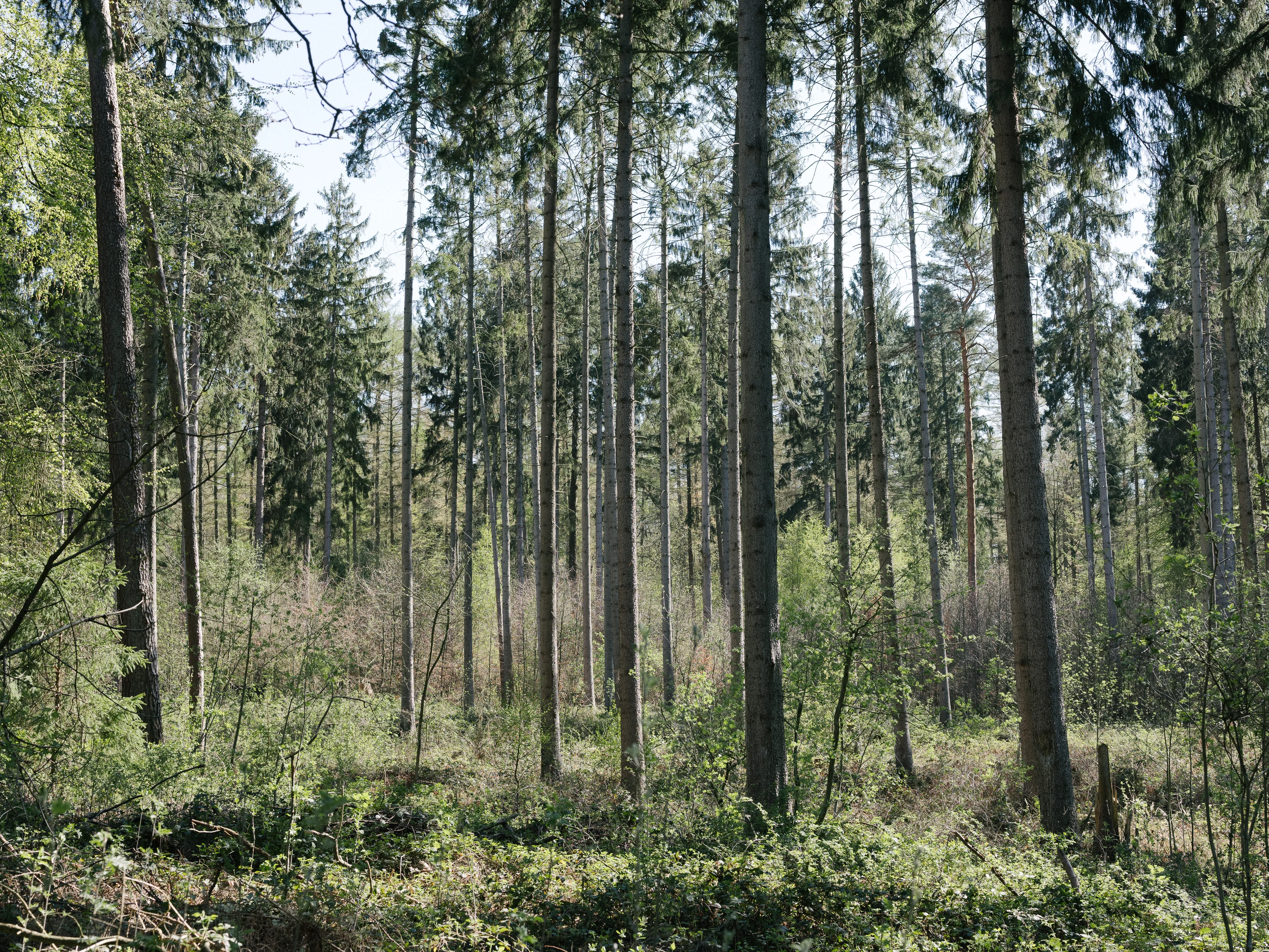 A dense forest with tall trees extending into the sky.