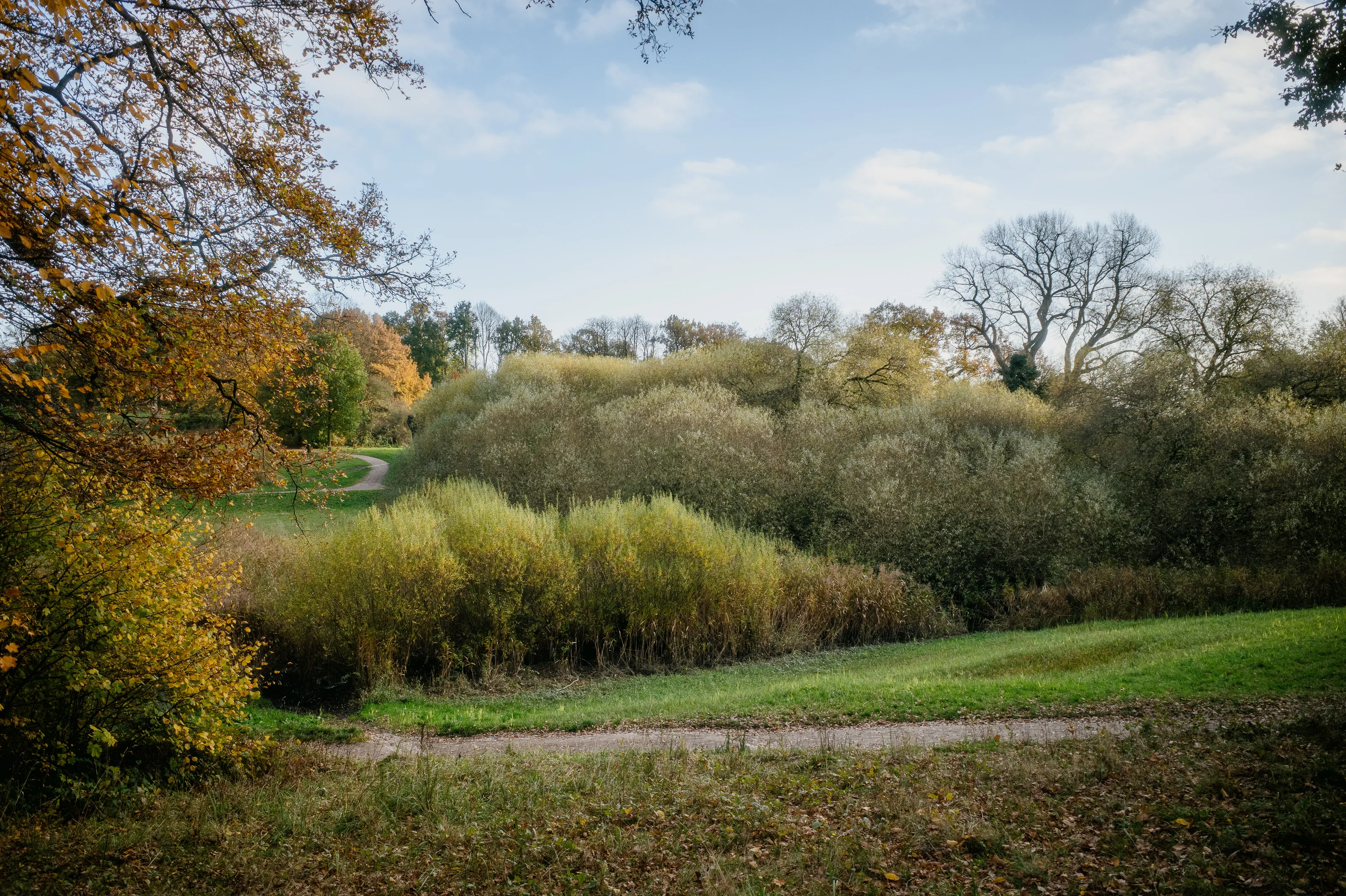 A scenic view of a winding path through a lush, tree-filled park under a clear blue sky.