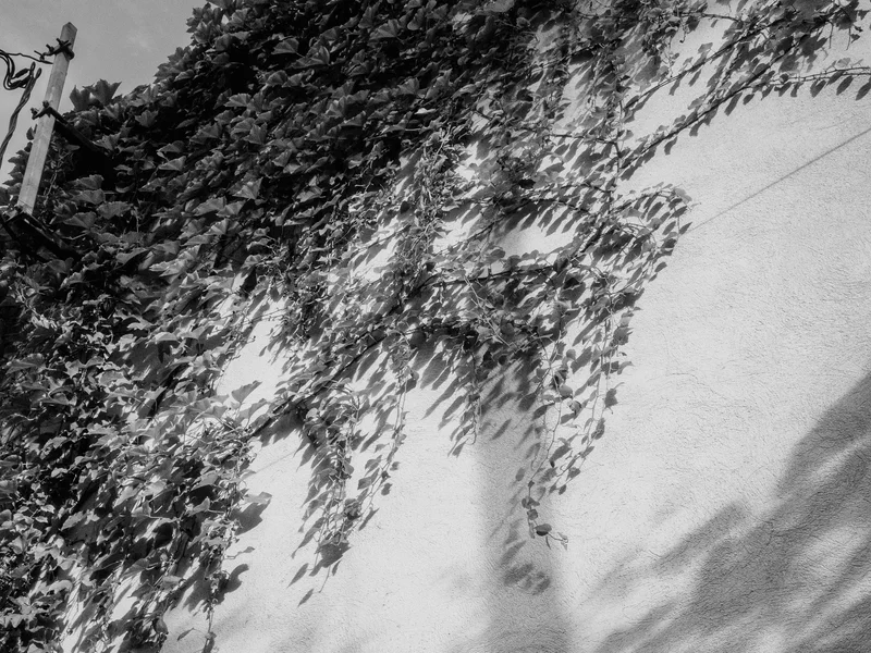 Wall covered with leafy vines casting shadows.