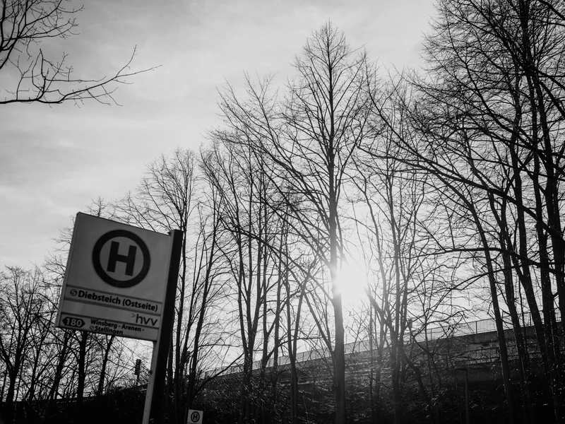 Black and white photo of a bus stop sign beneath tall, leafless trees with the sun peeking through.