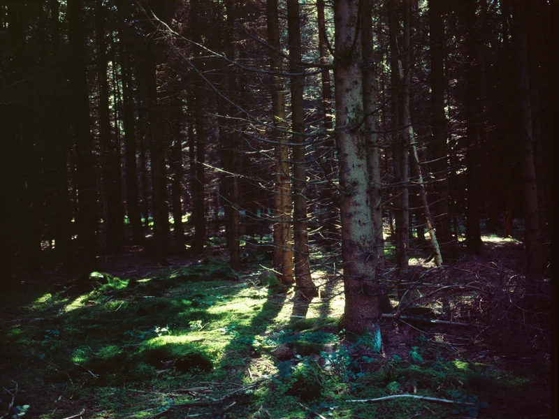 Sunlight filtering through dense forest trees onto a mossy ground.