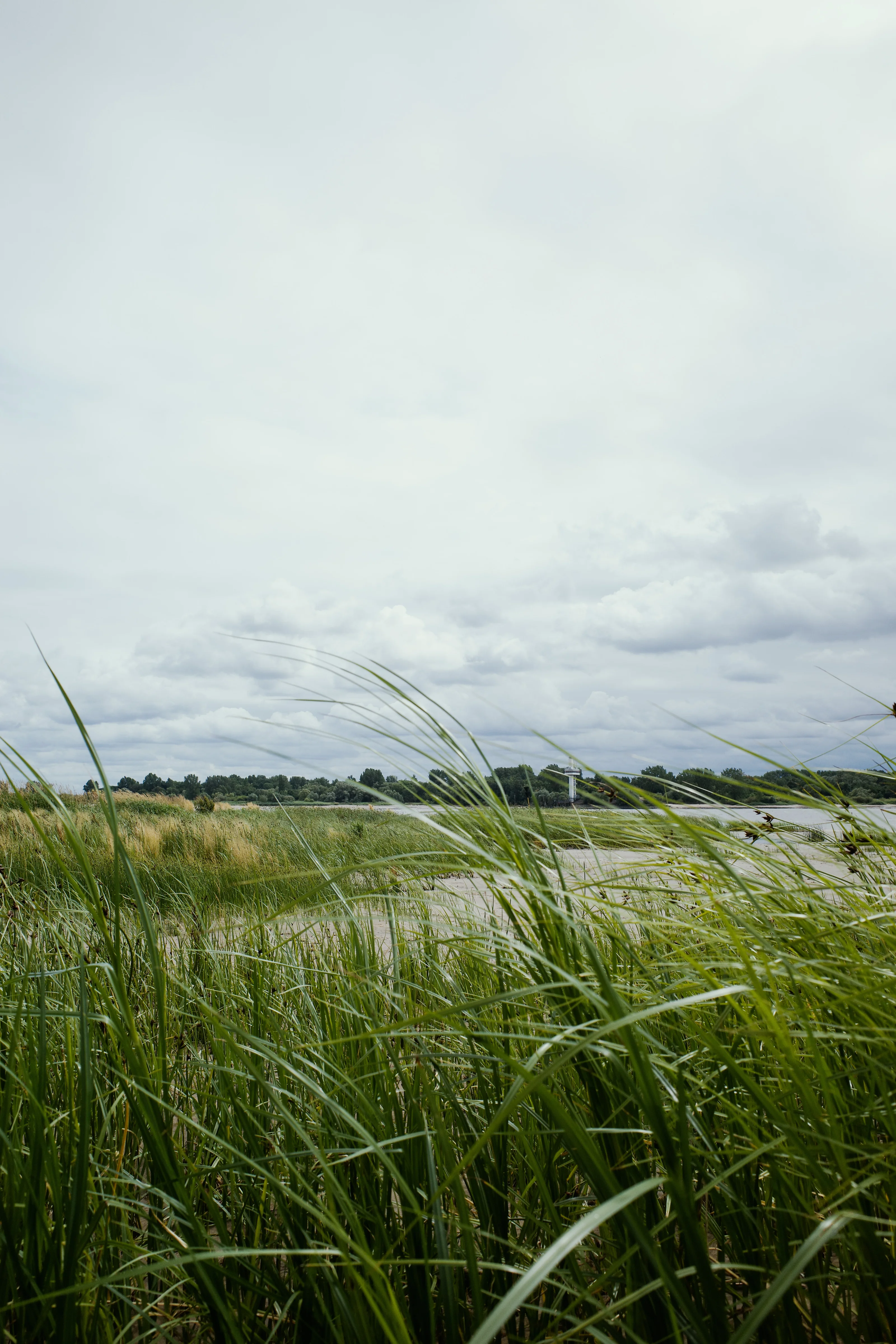 A serene riverside landscape with tall grasses under a cloudy sky.