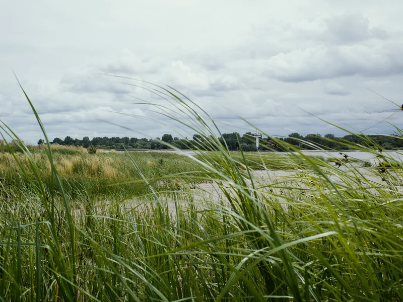 A serene riverside landscape with tall grasses under a cloudy sky.